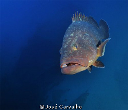 Giant grouper at the Madeirense Wreck, in the Portuguese ... by José Carvalho 